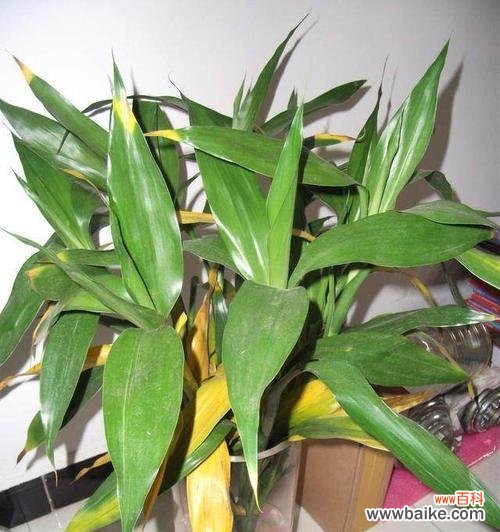 富贵竹花语的意义及传承 富贵竹花语——祝福与吉祥