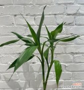 探索竹林深处的财富密码 丰收与繁荣——富贵竹花语的深意