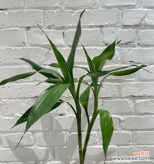 探索竹林深处的财富密码 丰收与繁荣——富贵竹花语的深意