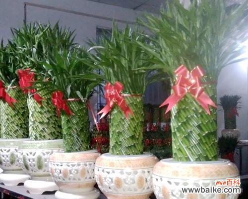 追求财富与幸福的关键所在 富贵竹塔的深刻寓意