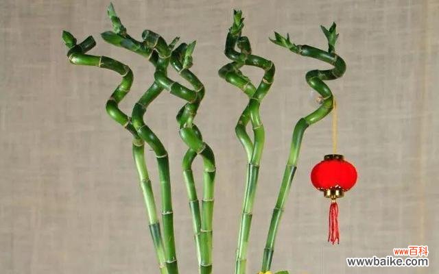 追求财富与幸福的关键所在 富贵竹塔的深刻寓意