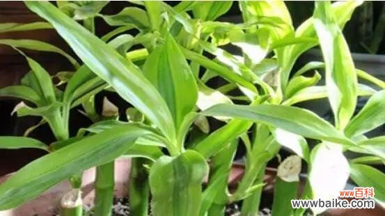 追求财富与幸福的关键所在 富贵竹塔的深刻寓意