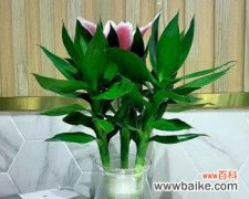 承载吉祥与繁荣的富贵竹笼 以富贵竹笼寓意为主题的文章