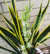 揭示富贵竹开花所传递的吉祥与财富 富贵竹开花的寓意与象征意义