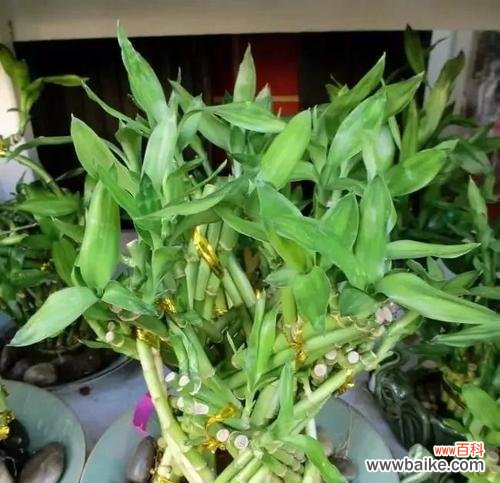 百年难遇的奇迹 富贵竹开花的祥瑞之兆