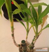 百年难遇的奇迹 富贵竹开花的祥瑞之兆