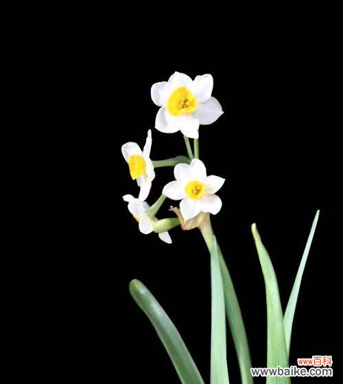 传统文化中的割水仙习俗及其象征意义 割水仙的寓意和技巧