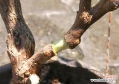 探索高压扦插法的原理与应用 高压扦插法