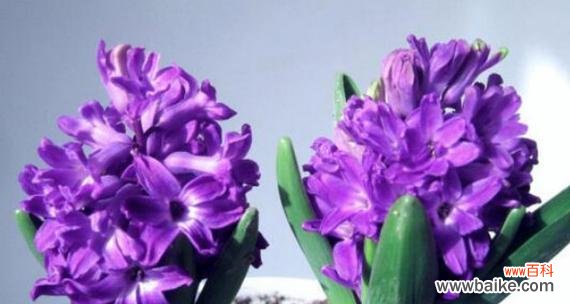 揭示隐藏在花海中的无声信息 探寻无法得到花语的奥秘