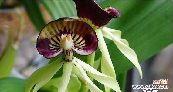 揭示隐藏在花海中的无声信息 探寻无法得到花语的奥秘