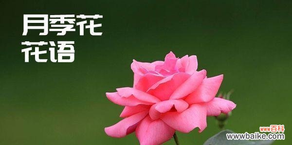 菊花 无所谓——以菊花的花语探讨生活态度