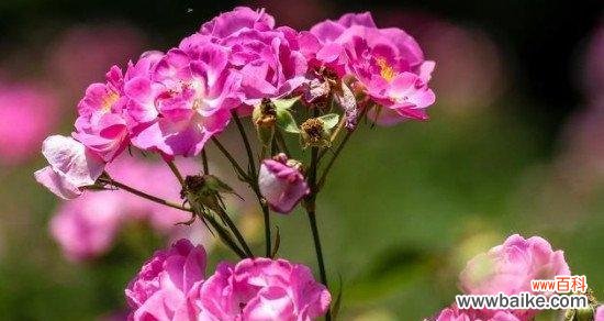 阳光照耀下 希望之花