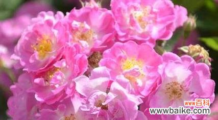 百合花语中的思念和相思之意 思念如花