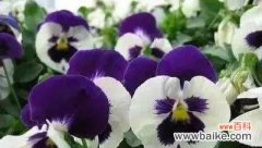 玫瑰花传递的爱与喜欢 以玫瑰花的花语为主题的文章