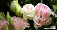 探寻爱情与思念之间的花朵秘密 怀念爱人的花语——以什么花的花语是想念爱人