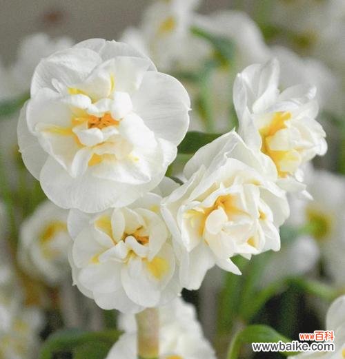 揭秘油菜花的花语及其美丽背后的故事 油菜花花语