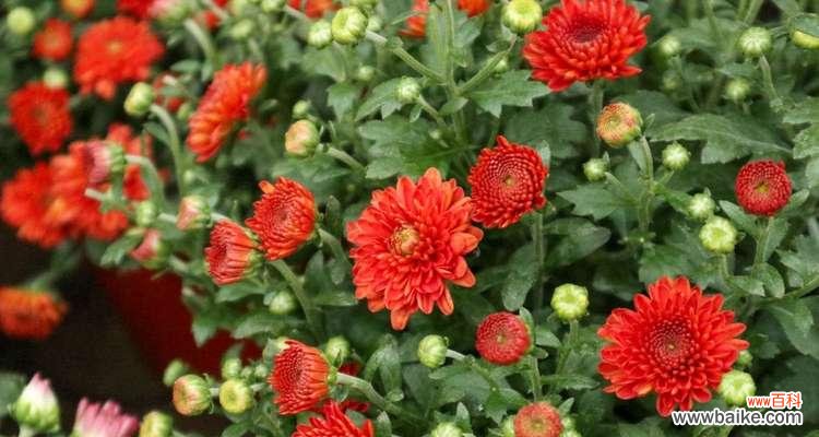 深入了解不同菊花的花语和含义 探寻菊花的花语之美