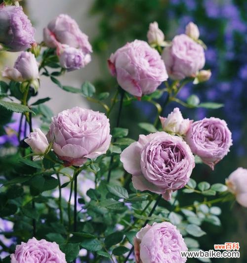 了解灌木月季 灌木月季的特点及种植技巧