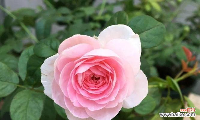 了解灌木月季 灌木月季的特点及种植技巧