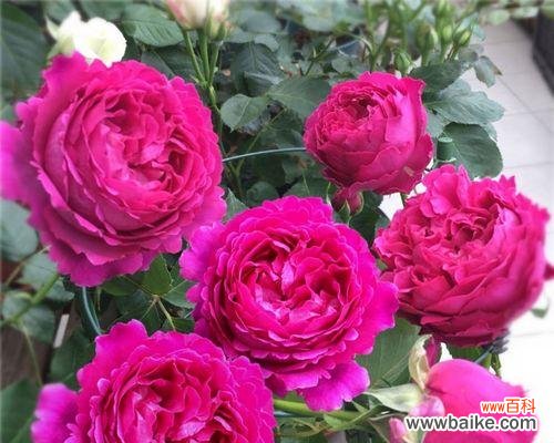 了解灌木月季 灌木月季的特点及种植技巧