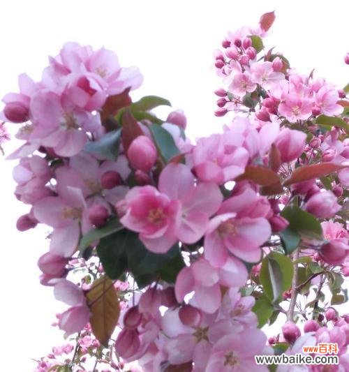 以观叶海棠的花语为主题 观叶海棠的花语——美丽和坚强