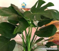 龟背竹的五个寓意与传统文化的意义 以龟背竹花语的象征与寓意