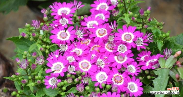 以花语为窗 瓜叶菊之美——探寻花语的奥秘