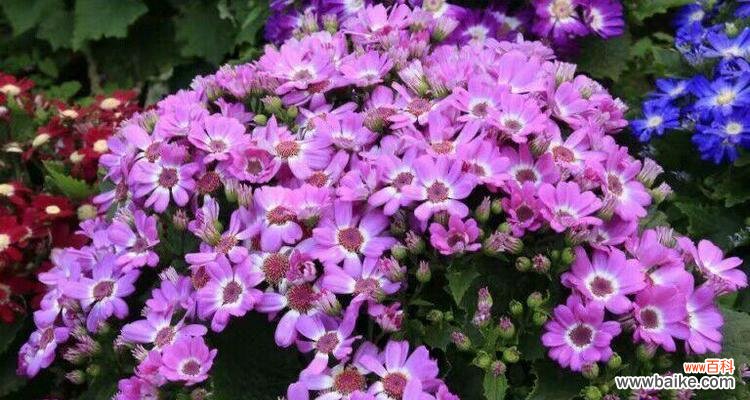 以花语为窗 瓜叶菊之美——探寻花语的奥秘