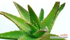 揭示芦荟的花语内涵及其独特功效 芦荟的花语——生命与治愈的象征