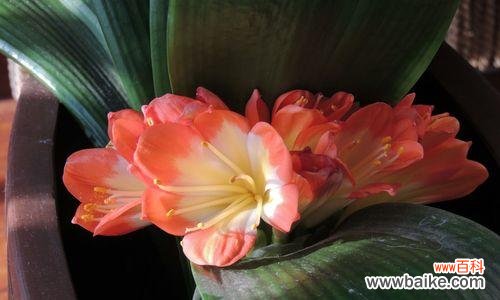 绽放生命的灿烂之美 君子兰的花语——品味高雅与贵气