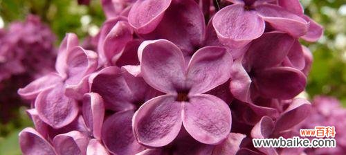 芬芳满溢的丁香 丁香花语之美——芳香四溢的爱情之花