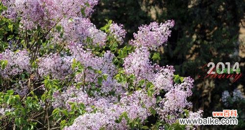 芬芳满溢的丁香 丁香花语之美——芳香四溢的爱情之花