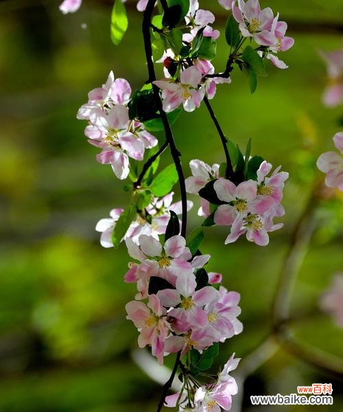 探寻观叶海棠的花语之美 观叶海棠花语