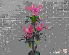 让绿意点缀生活 植物室内装饰