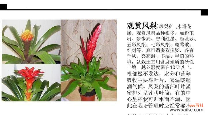 让绿意点缀生活 植物室内装饰