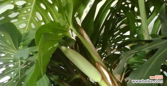 探寻龟背竹的独特之美和神秘传说 龟背竹的花语与象征意义