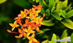 以百合花为代表的新生之花 新生之花