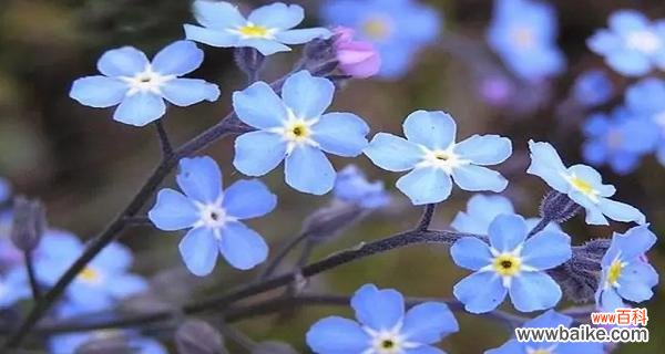 以什么花的花语是想念你 花语系列之“想念你”