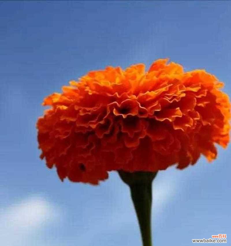 以什么花的花语是想念你 花语系列之“想念你”