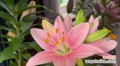 桃花的花语揭示了实现心愿的内在力量 以桃花的花语为主题，探讨心想事成的秘诀