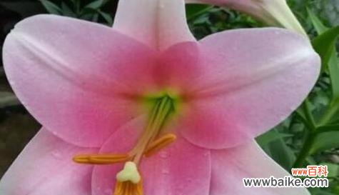 寻找幸福的秘诀 幸福的花语——以康乃馨为主题