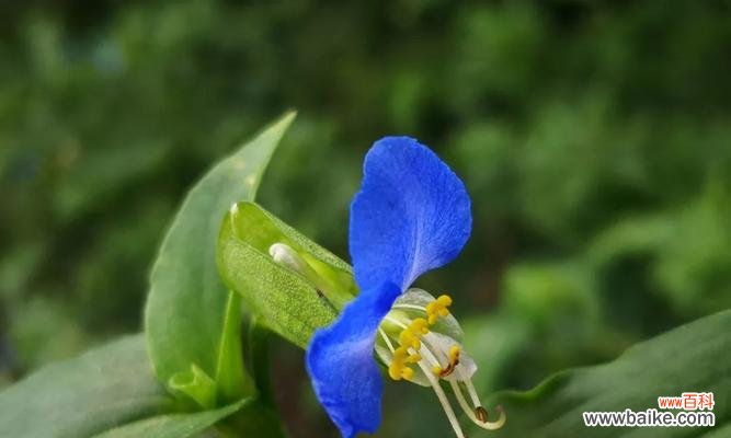 四叶草与幸运的不解之缘 幸运花语——以四叶草为主题