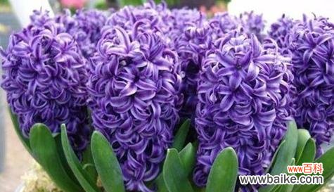 以什么花的花语象征幸运成功 幸运成功之花语