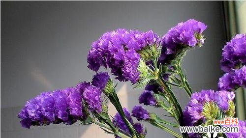 一朵朦胧的牵牛花 羞涩花语的诠释——以牵牛花为例