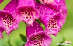 以玫瑰花为例探讨花语中的虚伪 华丽背后的虚伪