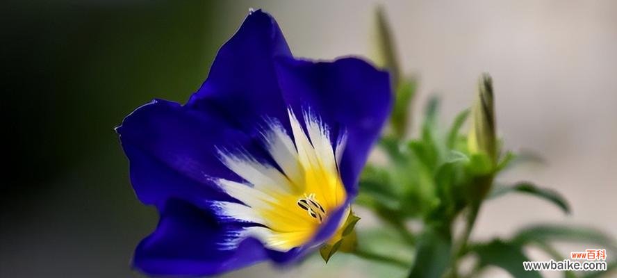 阳光照耀 以向日葵为主题的花语,传递阳光的力量