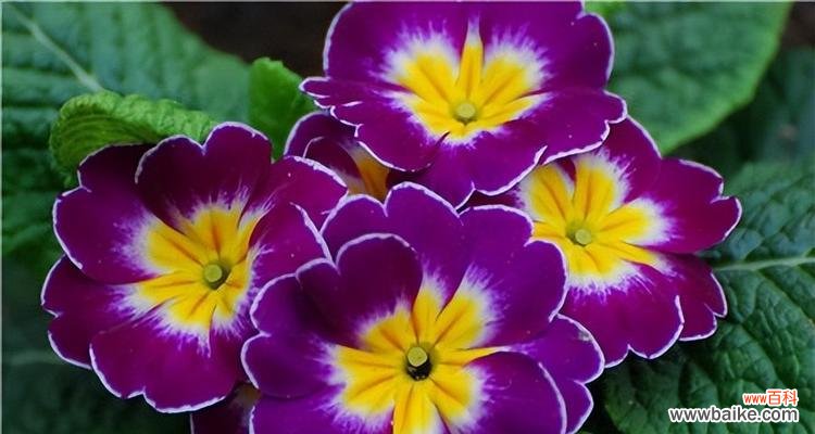 以百合花为象征 爱情的初芽——一见钟情之花语