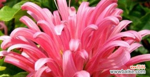 昙花一现 花语中的遗忘之花