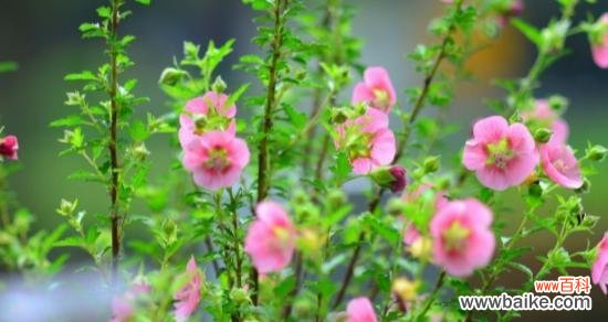 以康乃馨的花语表达英雄主题 花语中的英雄情怀