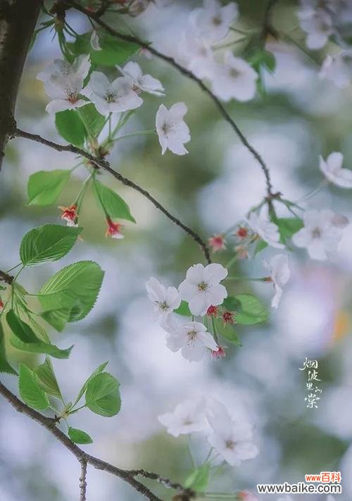 探寻红色玫瑰花语中的坚持与勇气 用红色玫瑰表达永不放弃的花语